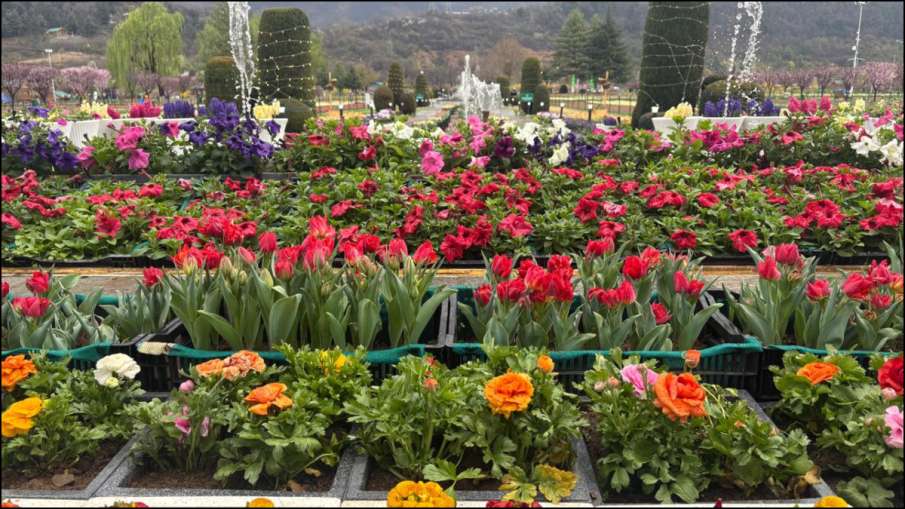 श्रीनर ट्यूलिप गार्डन के लिए खुला प्लॉट