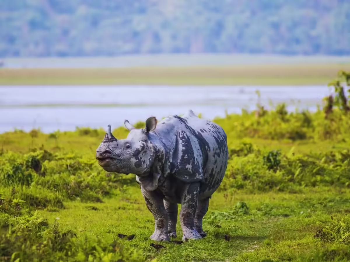 असम काजीरंगा