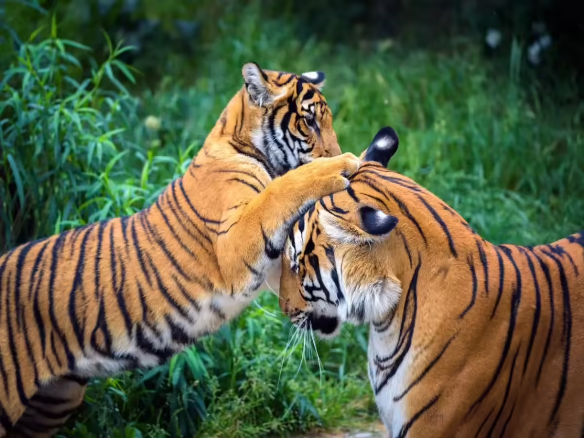 कॉर्बेट
